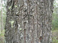 Eucalyptus crebra - Narrow Leaved Ironbark