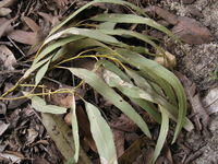 Eucalyptus crebra leaves