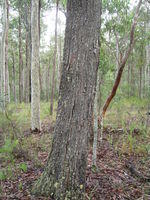 Eucalyptus crebra pale grey, lightly furrowed trunk