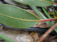 Eucalyptus crebra veins