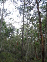 Eucalyptus crebra tree shape