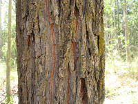 Eucalyptus fibrosa furrowed bark