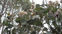 Eucalyptus fibrosa flowering branch