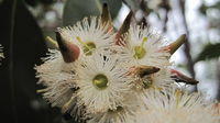 Eucalyptus fibrosa flower