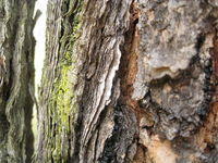 Eucalyptus fibrosa flakey bark
