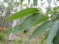 Eucalyptus fibrosa broad adult leaves