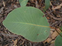 Eucalyptus fibrosa juvenile leaf