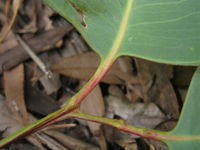Eucalyptus fibrosa juvenile stem