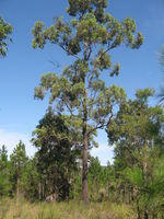 Eucalyptus fibrosa tree shape