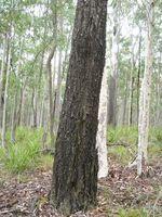 Eucalyptus fibrosa black bark on trunk