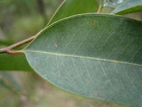 Eucalyptus fibrosa veins 