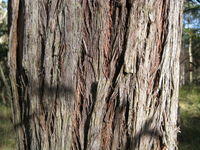 Eucalyptus globoidea brownish bark