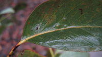 Eucalyptus piperita leaf base