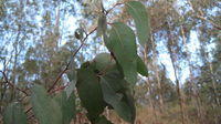 Eucalyptus piperita branch