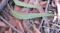 Eucalyptus piperita slender long leaf