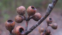 Eucalyptus piperita fruit