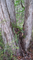 Eucalyptus piperita trunk
