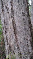 Eucalyptus piperita bark