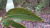 Eucalyptus piperita leaf