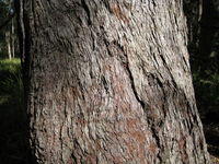Eucalyptus resinifera bark 