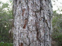 Eucalyptus robusta old grey bark 