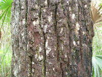 Eucalyptus robusta red-brown furrowed bark