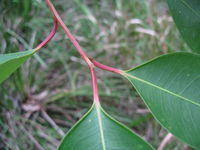 Eucalyptus robusta red branchlet