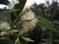 Eucalyptus robusta buds 