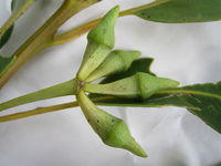 Eucalyptus robusta buds