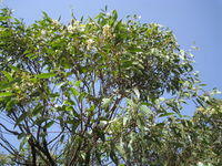 Eucalyptus robusta tree with flowers and fruit