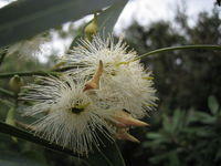 Eucalyptus robusta flowers