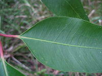 Eucalyptus robusta leaf with wide angled veins