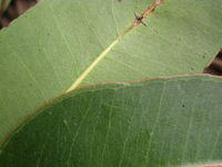 Eucalyptus robusta paler underside of leaf