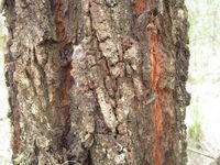 Eucalyptus siderophloia deeply furrowed bark with tan crevices 