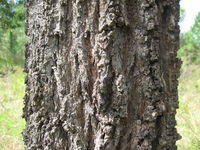 Eucalyptus siderophloia deeply furrowed bark