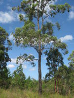 Eucalyptus siderophloia tree shape