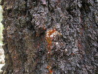 Eucalyptus siderophloia black bark with gum (kino)