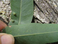 Eucalyptus siderophloia concolourous leaf 
