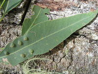 Eucalyptus siderophloia leaf