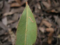 Eucalyptus siderophloia veins