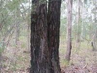 Eucalyptus sideroxylon bark 