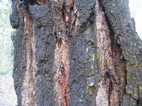 Eucalyptus sideroxylon bark