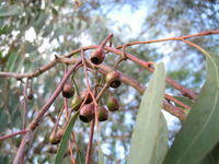 Eucalyptus sideroxylon fruit