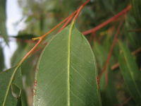 Eucalyptus sideroxylon leaf and branchlet