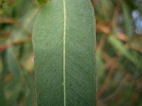 Eucalyptus sideroxylon leaf
