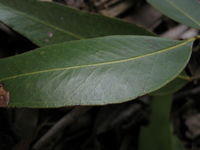 Eucalyptus umbra glossy broad deep green leaf