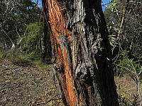 Eucalyptus oblonga - Sandstone stringybark