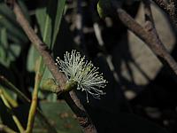 Eucalyptus oblonga (12)