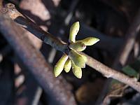 Eucalyptus oblonga (16)