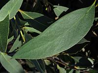 Eucalyptus oblonga (19)